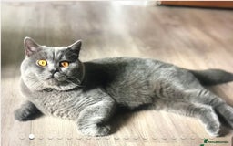 British Shorthair cats for sale: 3 chunky beautiful British shorthair  - Image 16