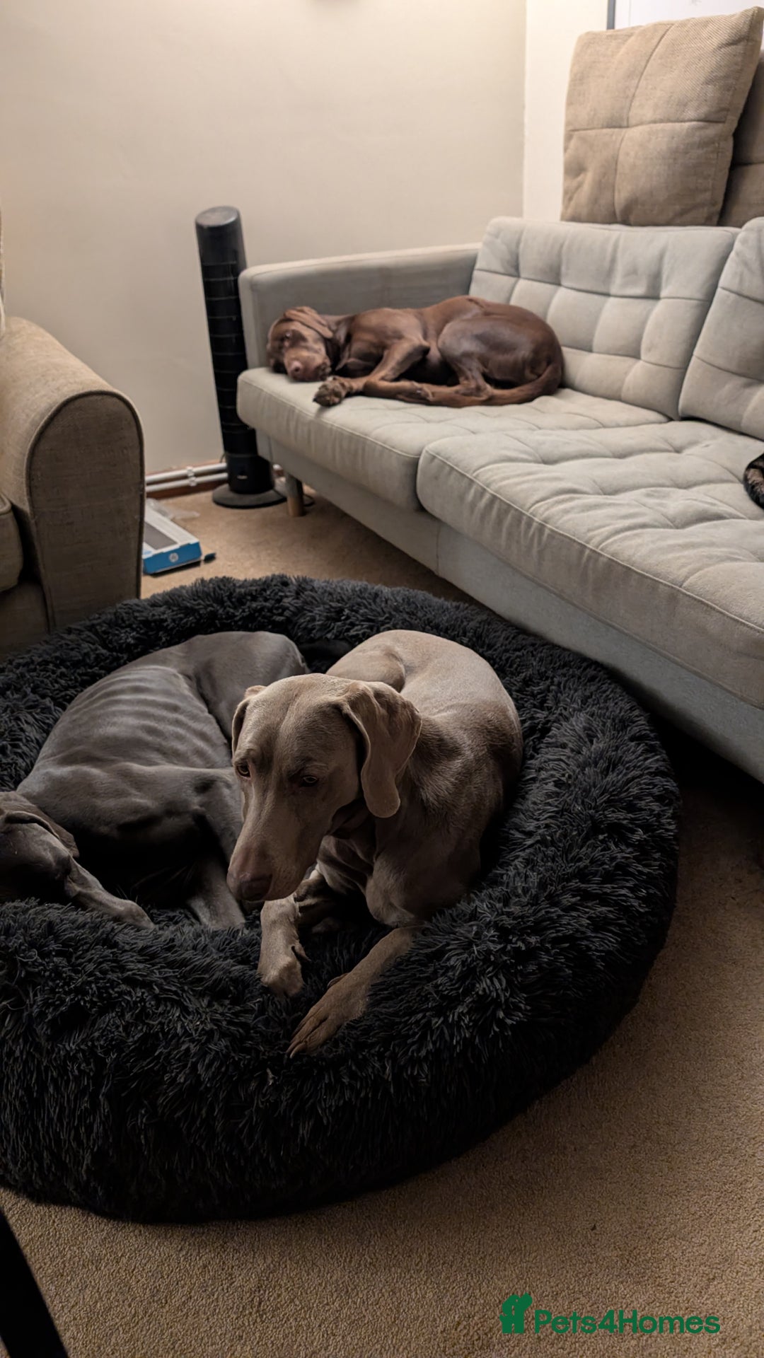 Weimaraner dogs for sale: 13 month old Blue intact male - Advert 4