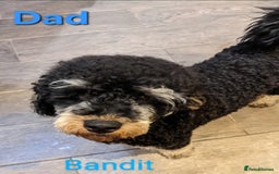 Labradoodle dogs for sale: Gorgeous miniature labradoodle puppies. - Image 25