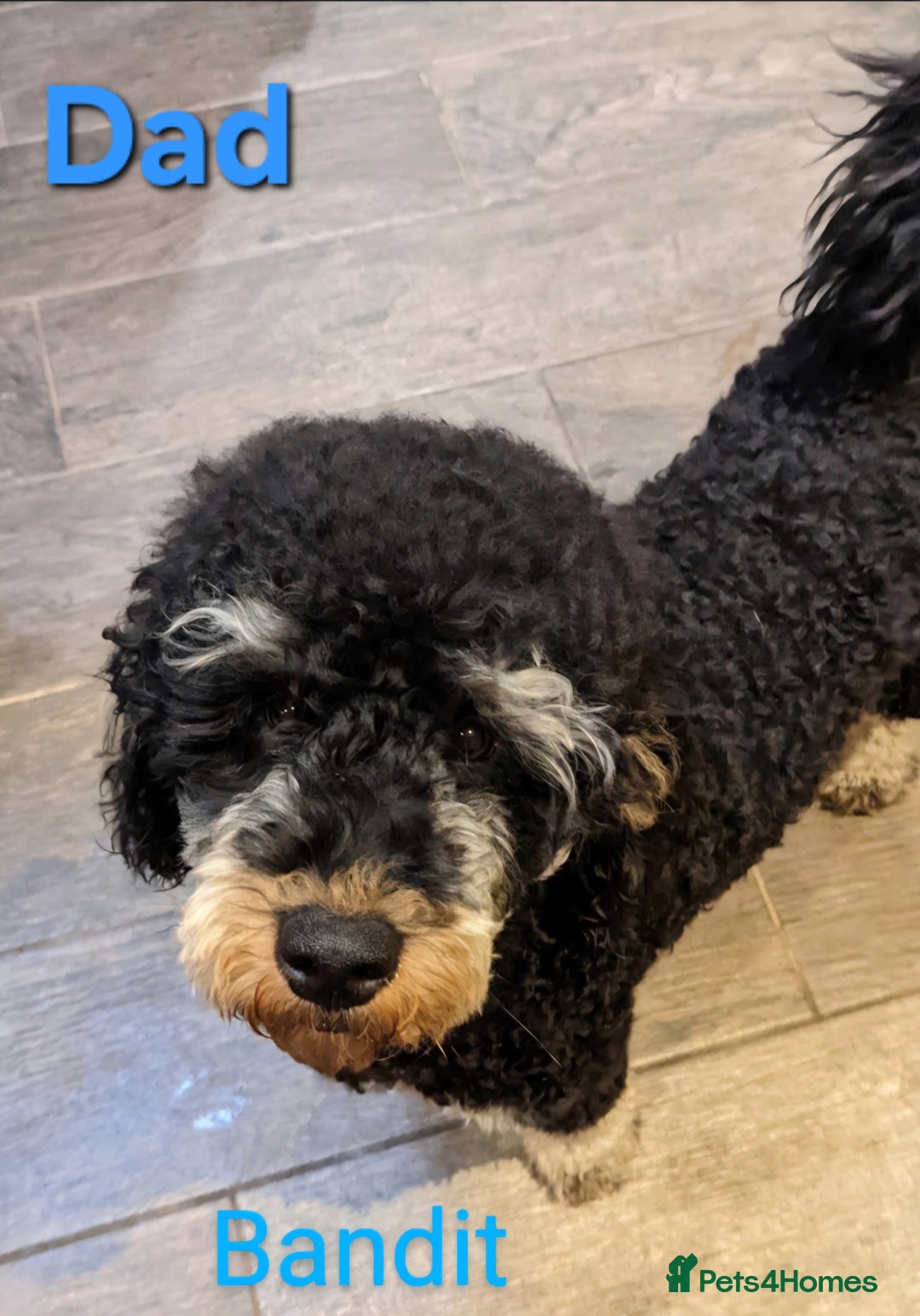 Labradoodle dogs for sale: Gorgeous miniature labradoodle puppies. - Image 25