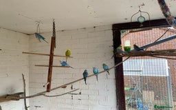 Budgerigars birds for sale: budgies - Image 2