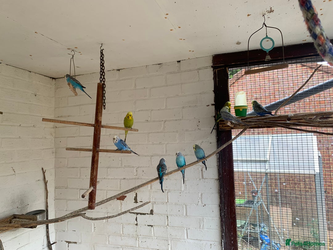 Budgerigars birds for sale: budgies - Image 2