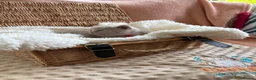 British Shorthair cats for sale: British Shorthair GCCF Registered Kittens in Barnsley - Advert 14