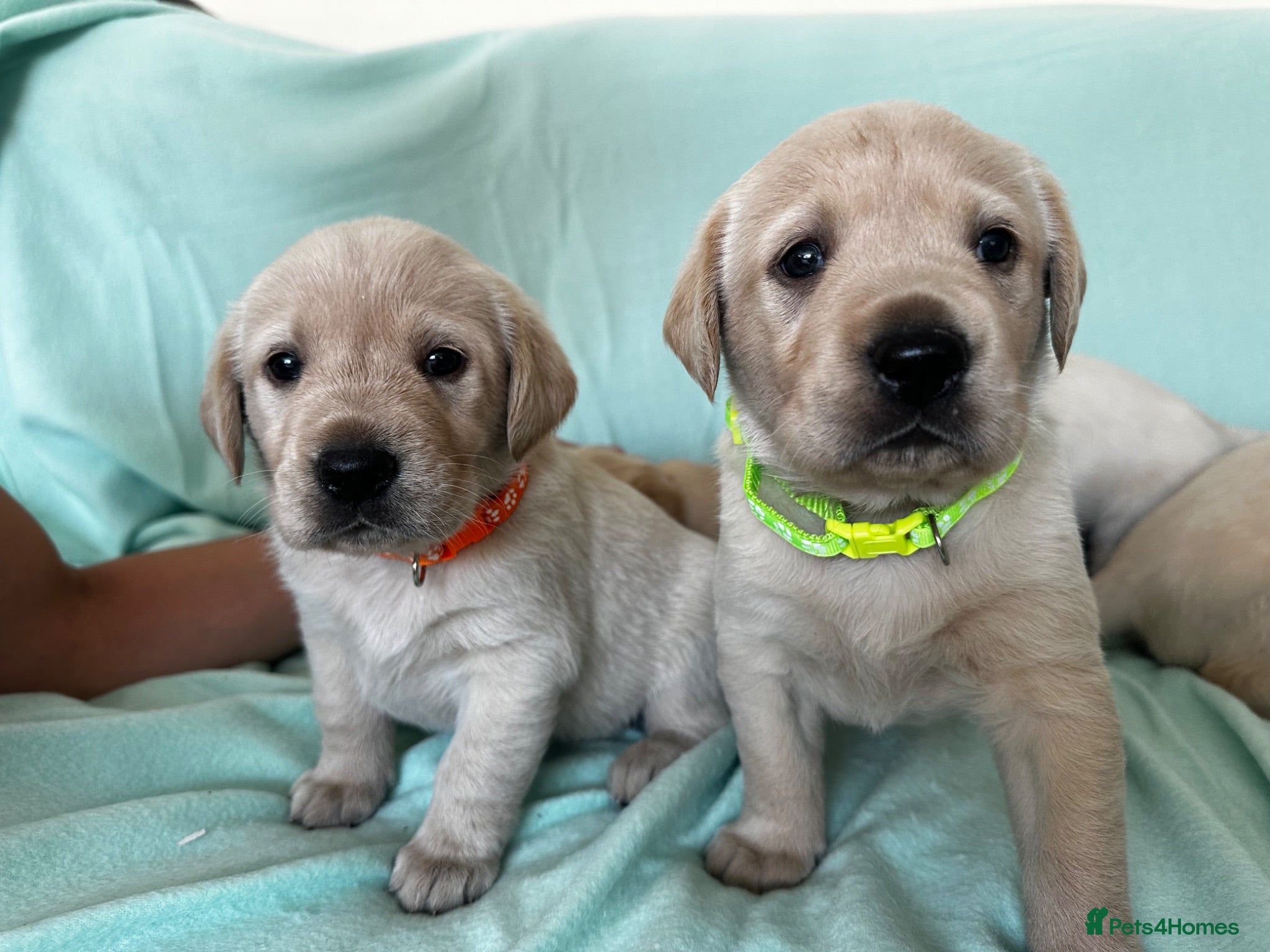Goldador dogs *Gorgeous Goldador puppies* - Advert 1