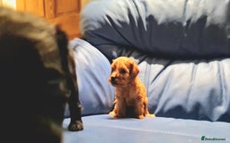 Cockapoo dogs for sale: 🐶🐾PLEASE READ THE FULL ADVERT🐾🐶 - Image 26