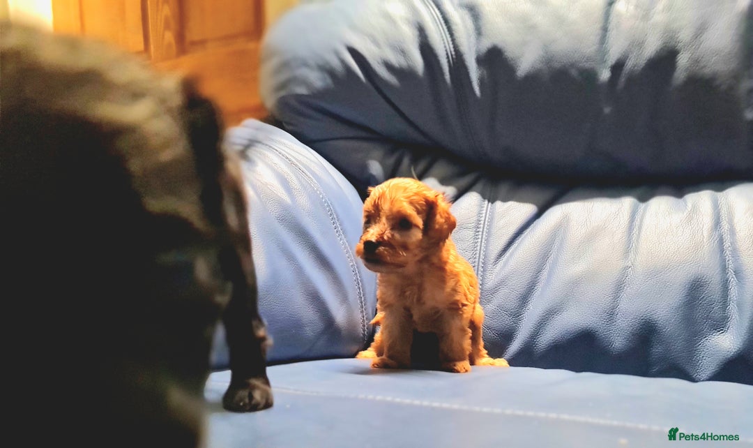 Cockapoo dogs for sale: 🐶🐾PLEASE READ THE FULL ADVERT🐾🐶 - Image 26