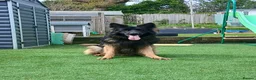 German Shepherd dogs for stud: Stunning German Shepherd stud only - Advert 1