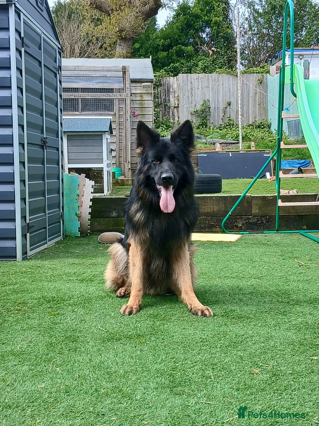 German Shepherd dogs for stud: Stunning German Shepherd stud only - Advert 1