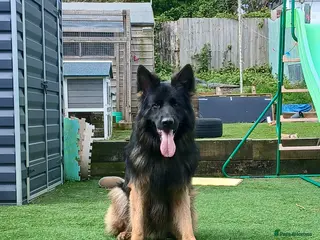 German Shepherd dogs Stunning German Shepherd stud only - Advert 2