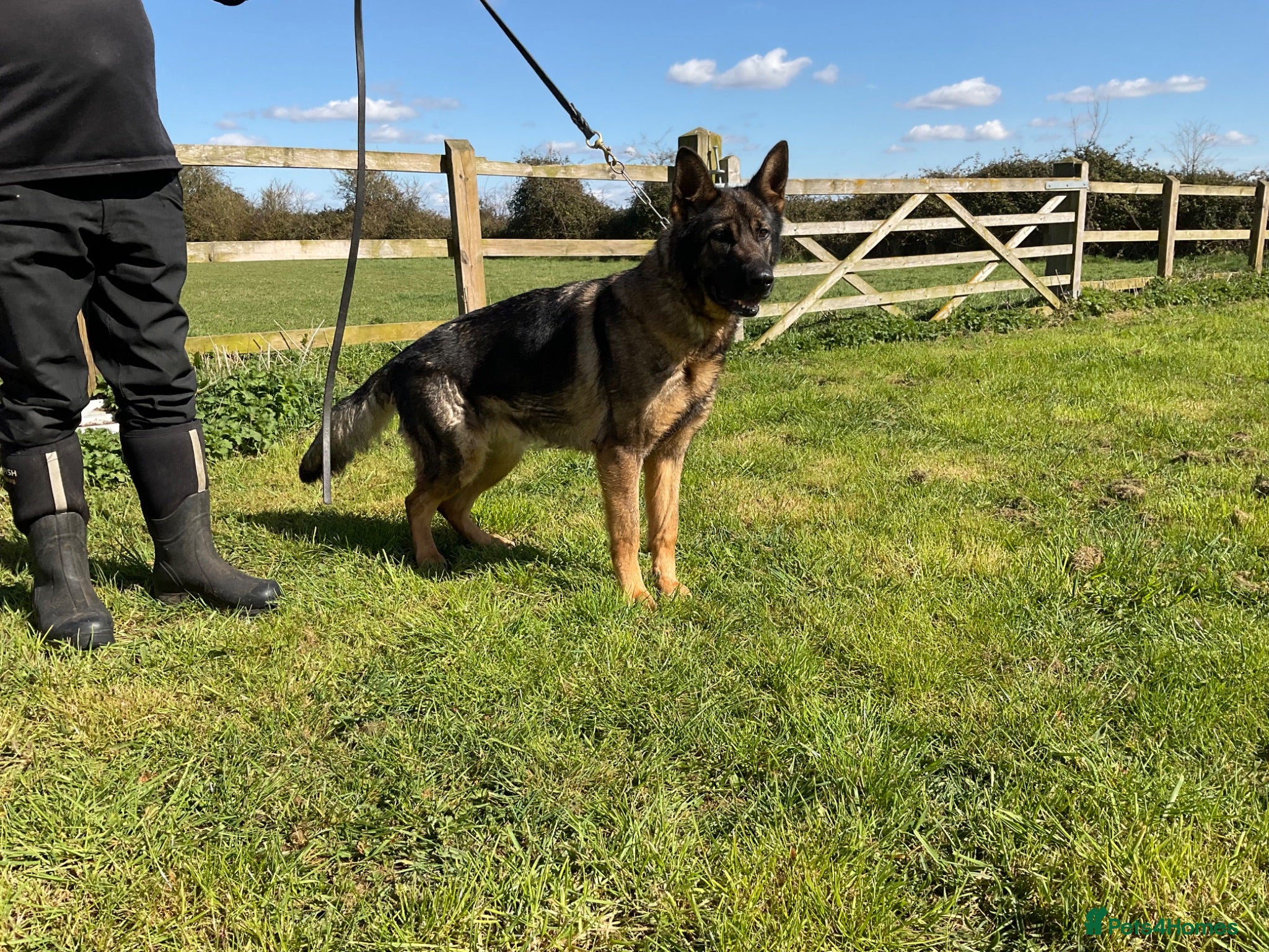 German Shepherd dogs 1 sable female & 2 male German shepherds - Advert 15