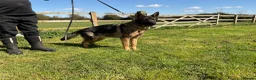 German Shepherd dogs for sale: 1 sable female & 2 male German shepherds - Advert 4