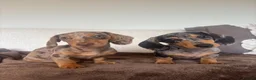 Miniature Dachshund dogs for sale: Ready now, 1 stunning dapple miniature dachshunds  - Advert 3