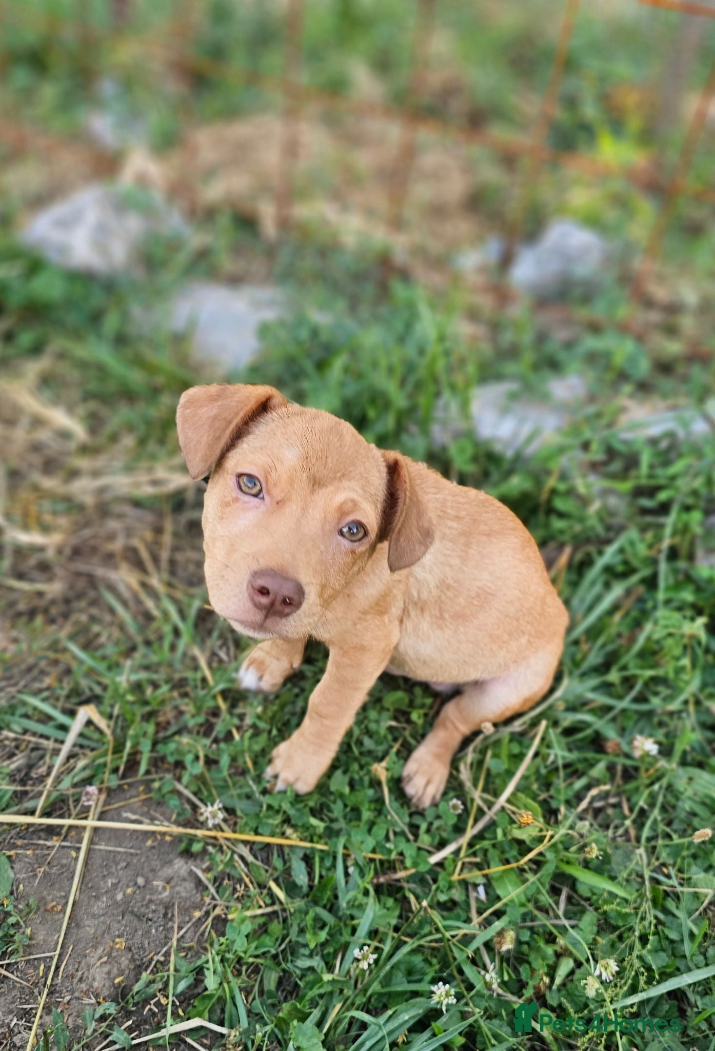 Mixed Breed dogs Arnie - Adorable small breed cross  - Advert 1