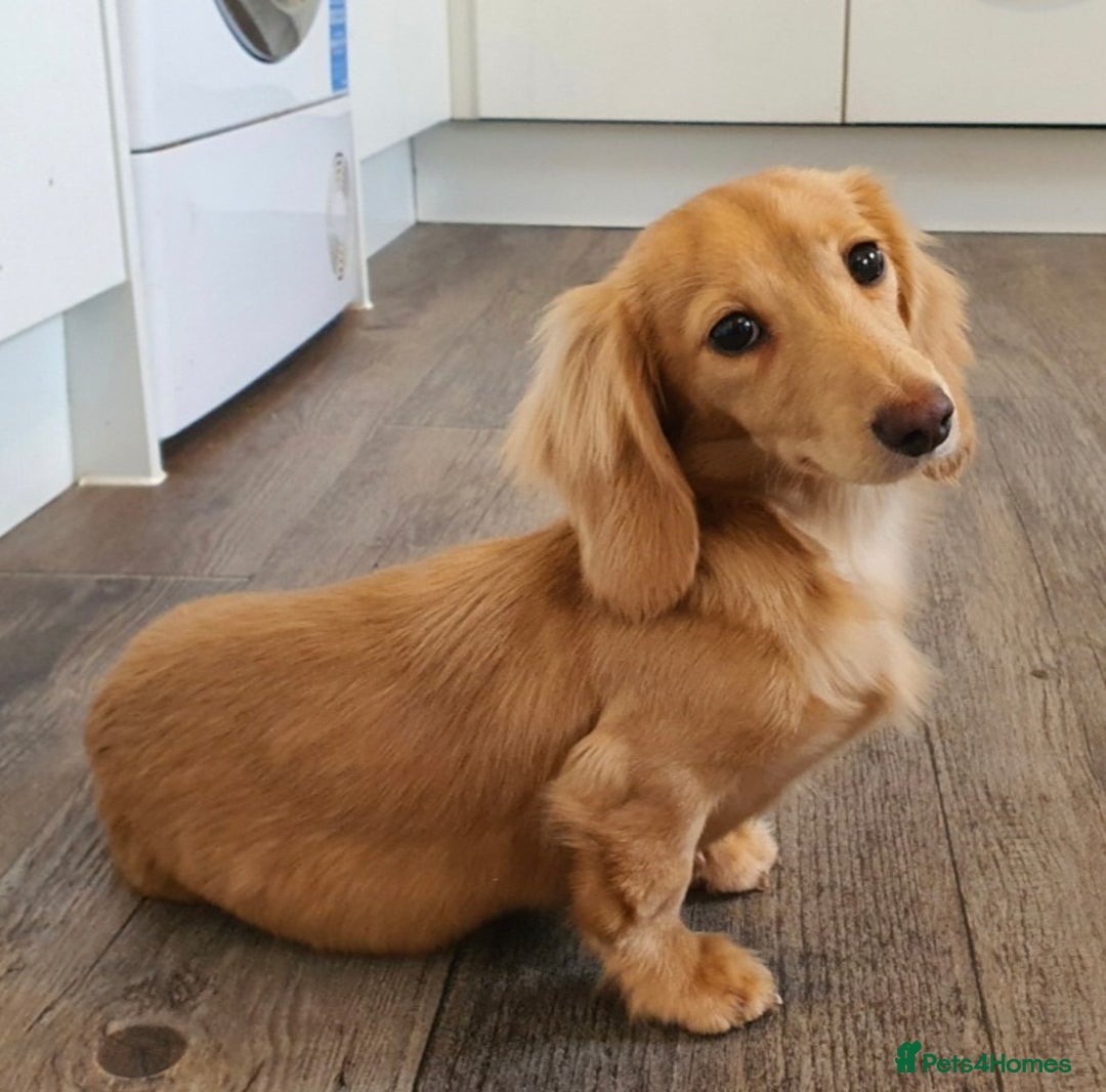 Miniature Dachshund dogs for stud: Beautiful KC Mini Long.H Full Eng. Cream Stud 🤍🐾 - Image 39