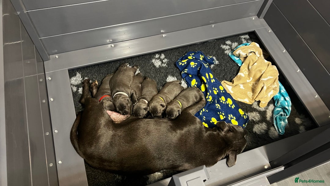 Staffordshire Bull Terrier dogs for sale: Blue Staffordshire Bull Terrier KC Registered  - Advert 12