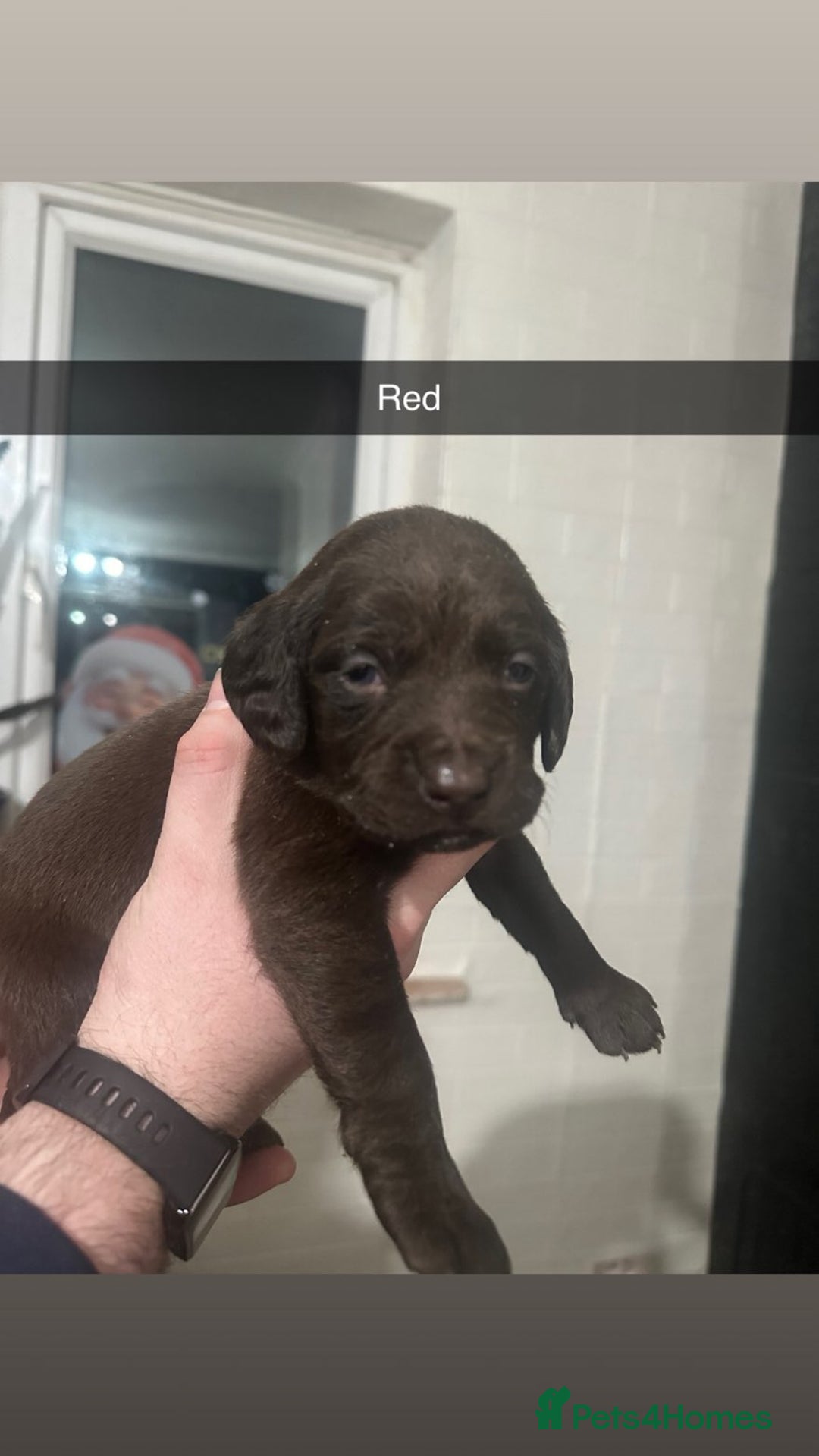 Cockerdor dogs for sale: Cockerdors - Advert 8