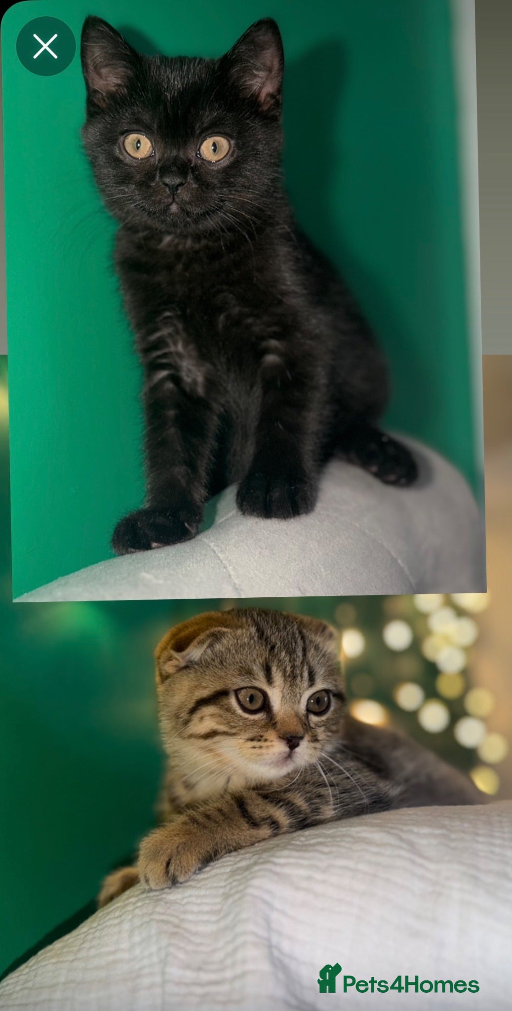 Scottish Fold cats Beautiful Scottish Fold & Straight Female Kittens - Advert 1