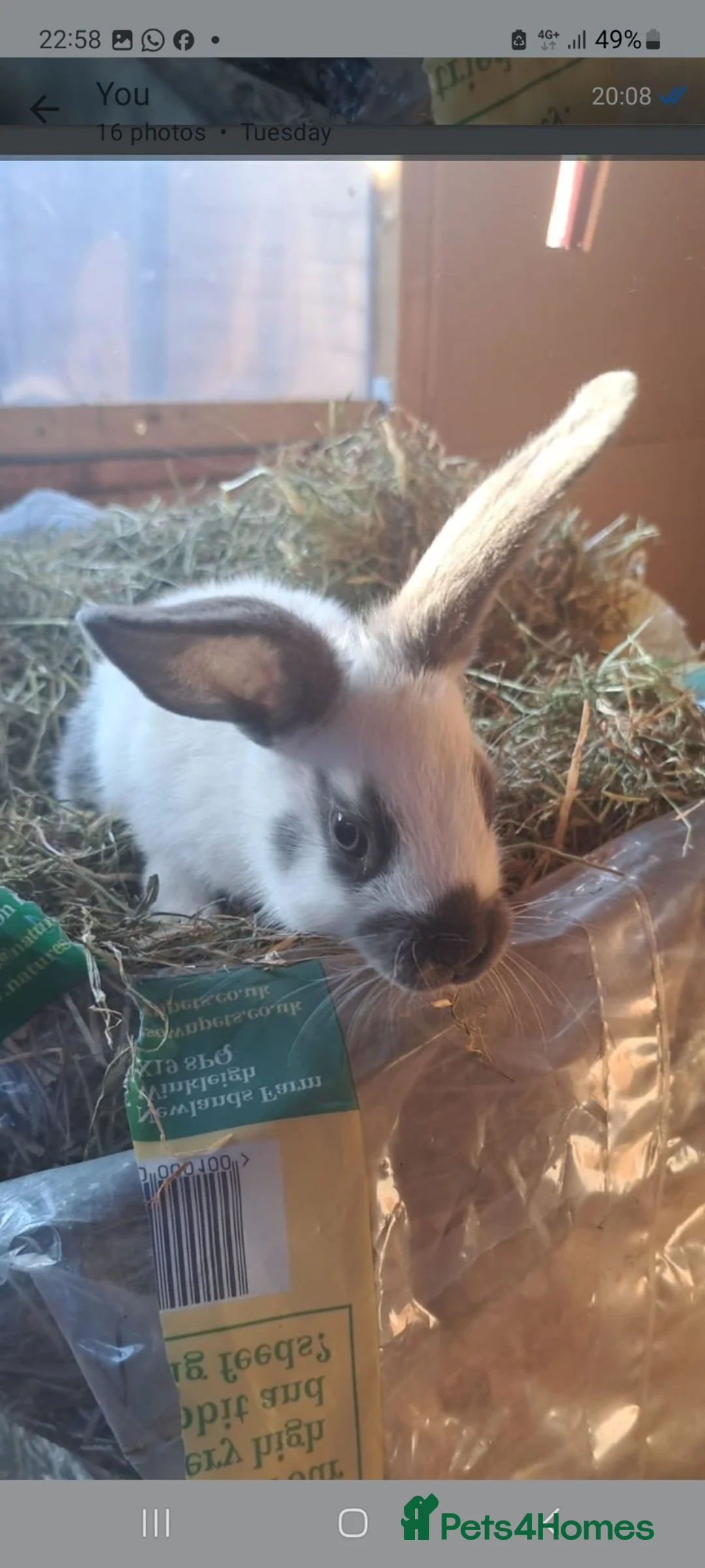 Mixed Breed rabbits for sale: Baby bunnies  in Bridgwater - Advert 2