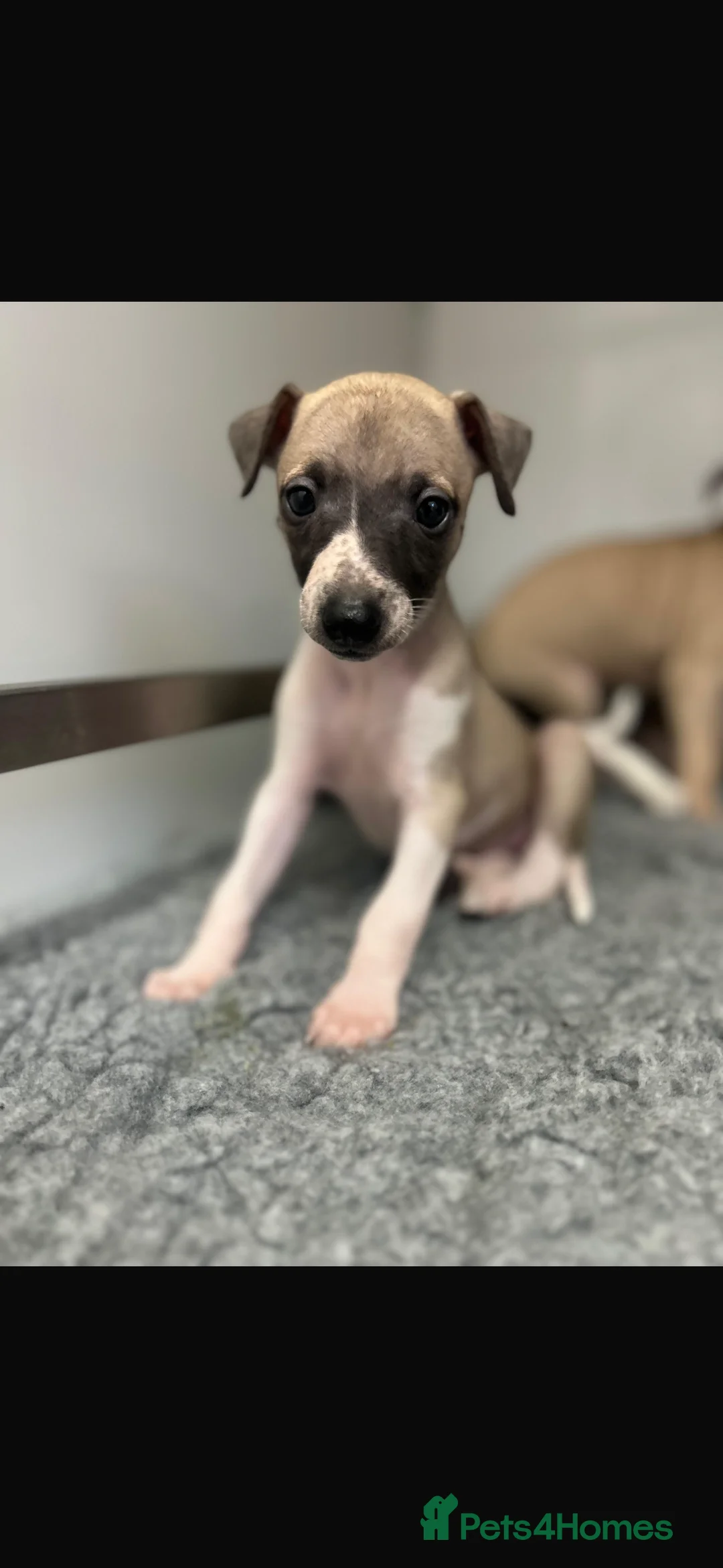 Whippet dogs for sale: KC REGISTERED WHIPPETS  in Liverpool - Advert 21