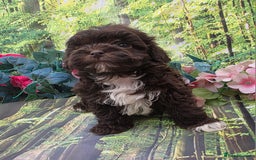 Shihpoo dogs for sale: F1 TOY SHIHPOO puppies, platinum choc champagne - Image 6