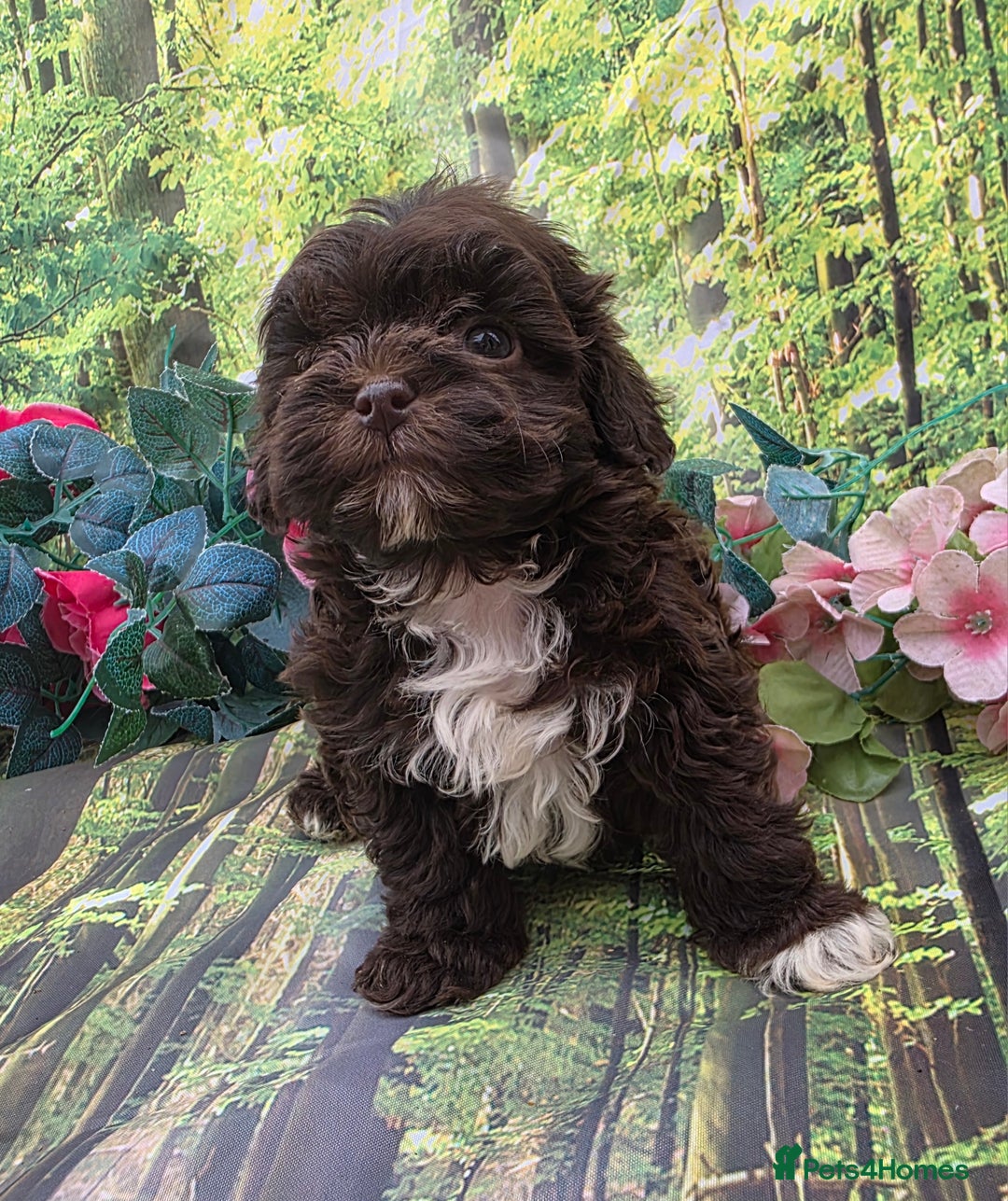 Shihpoo dogs for sale: F1 TOY SHIHPOO puppies, platinum choc champagne - Image 6