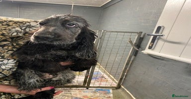 Cocker Spaniel dogs - Advert 8