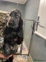 Cocker Spaniel dogs - Advert 11