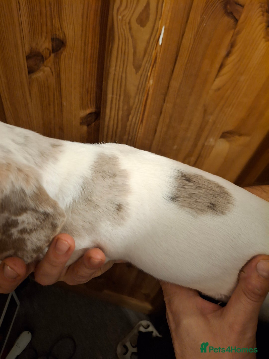 Dachshund dogs for sale: Beautiful Dachshund Puppies looking for a Home - Advert 6