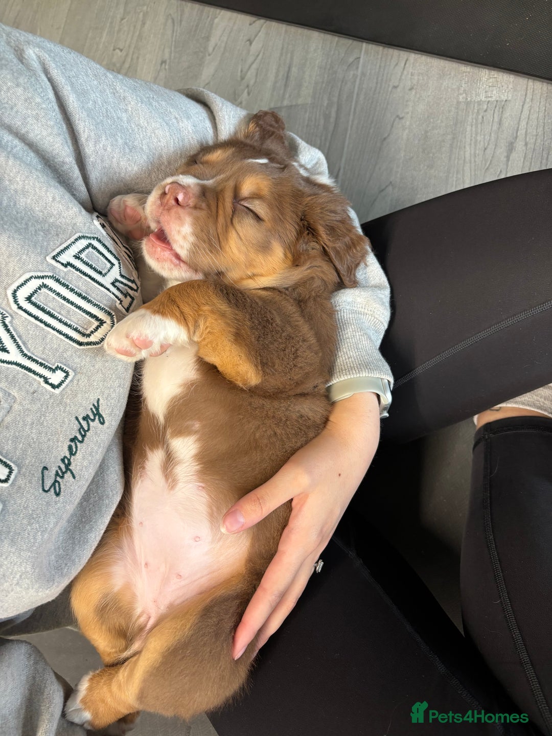 Olde English Bulldogge dogs for sale: READY NOW ✨ FLUFFY OLDE ENGLISH BULLDOGS  - Image 16