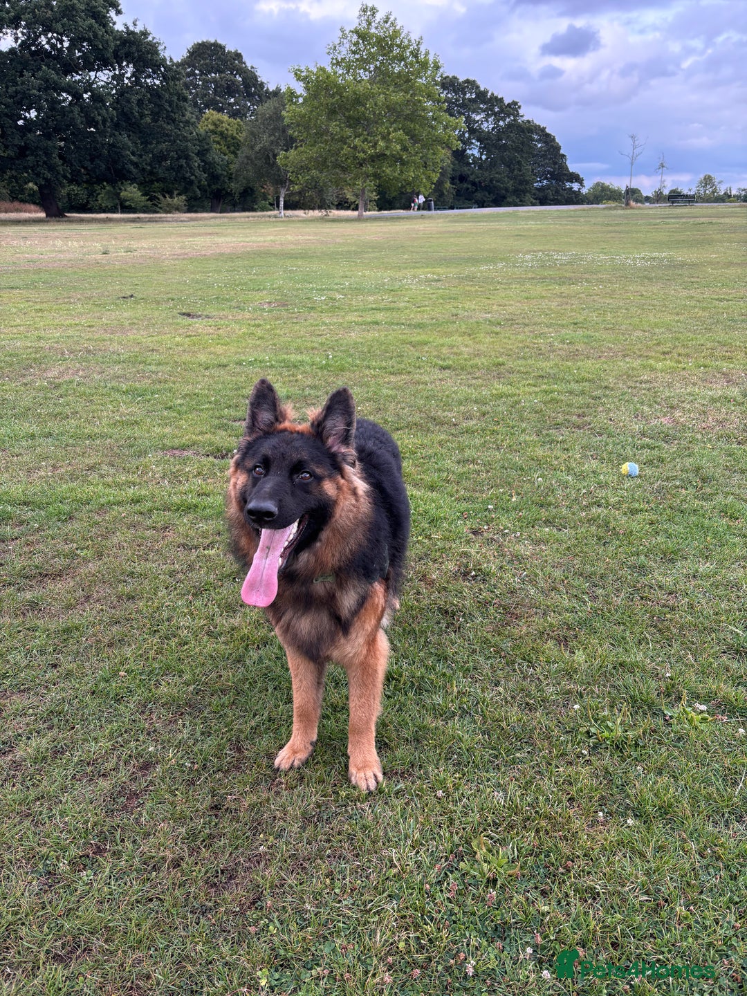 German Shepherd dogs for sale: Rehoming One-Year Old Male German Shepherd - Advert 24