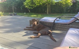 Labrador Retriever dogs for sale: 🐾 Two Beautiful Labradors 1 Boy, 1 Girl  🐾 - Image 5