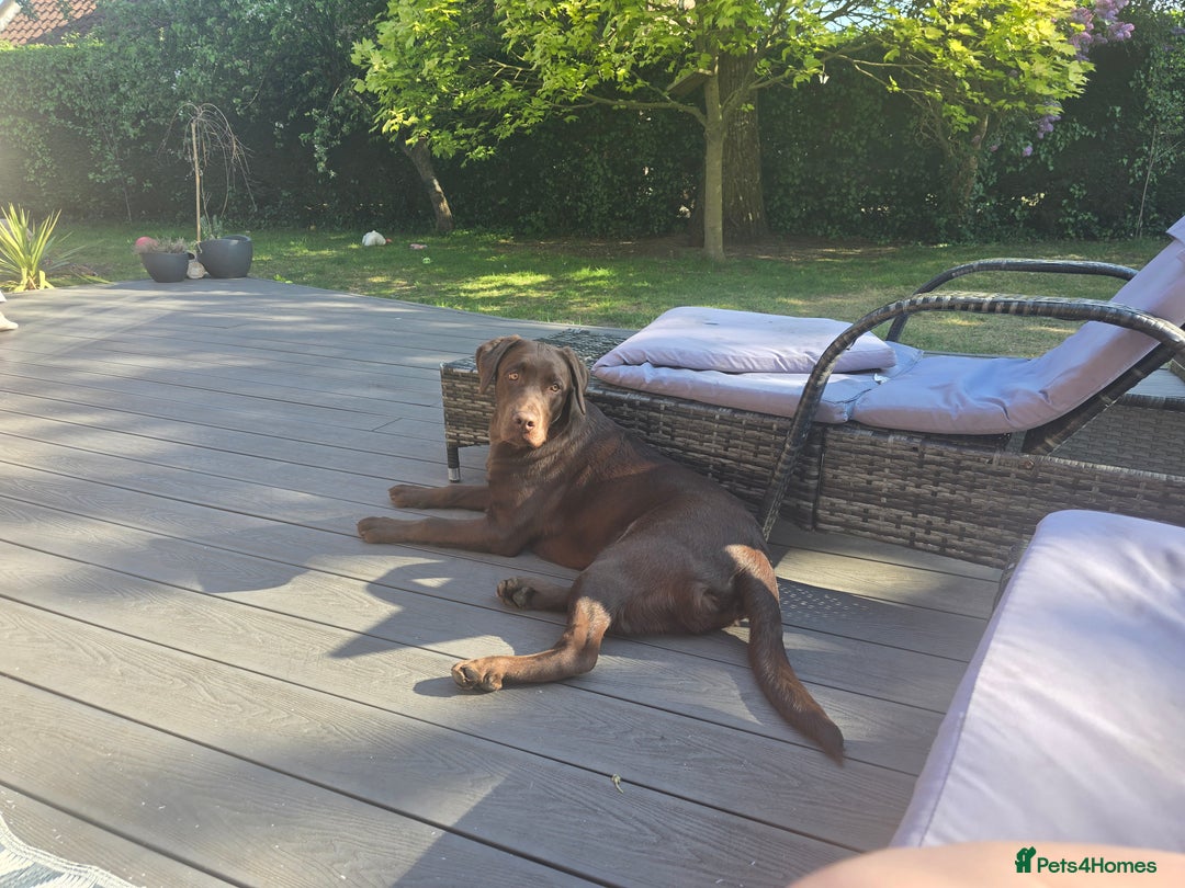 Labrador Retriever dogs for sale: 🐾 Two Beautiful Labradors 1 Boy, 1 Girl  🐾 - Image 5