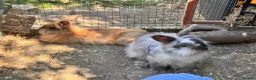 Mini Lion Lop rabbits for sale: Mini lion lop - Advert 7