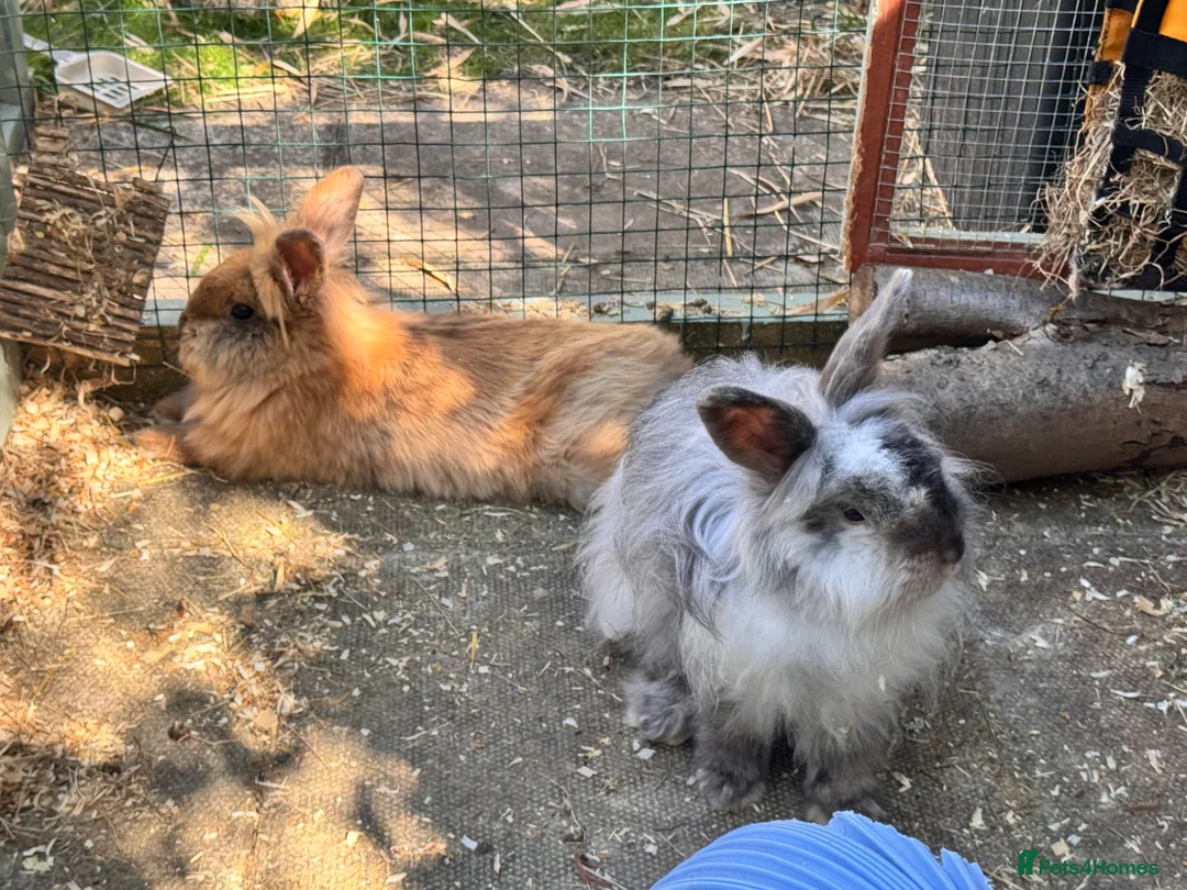 Mini Lion Lop rabbits for sale: Mini lion lop - Advert 7