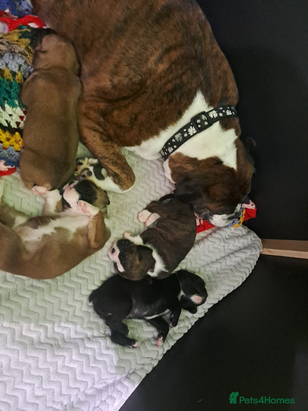 Boxer dogs for sale: Bobtail/tailed Boxer puppies.❤️ - Image 8