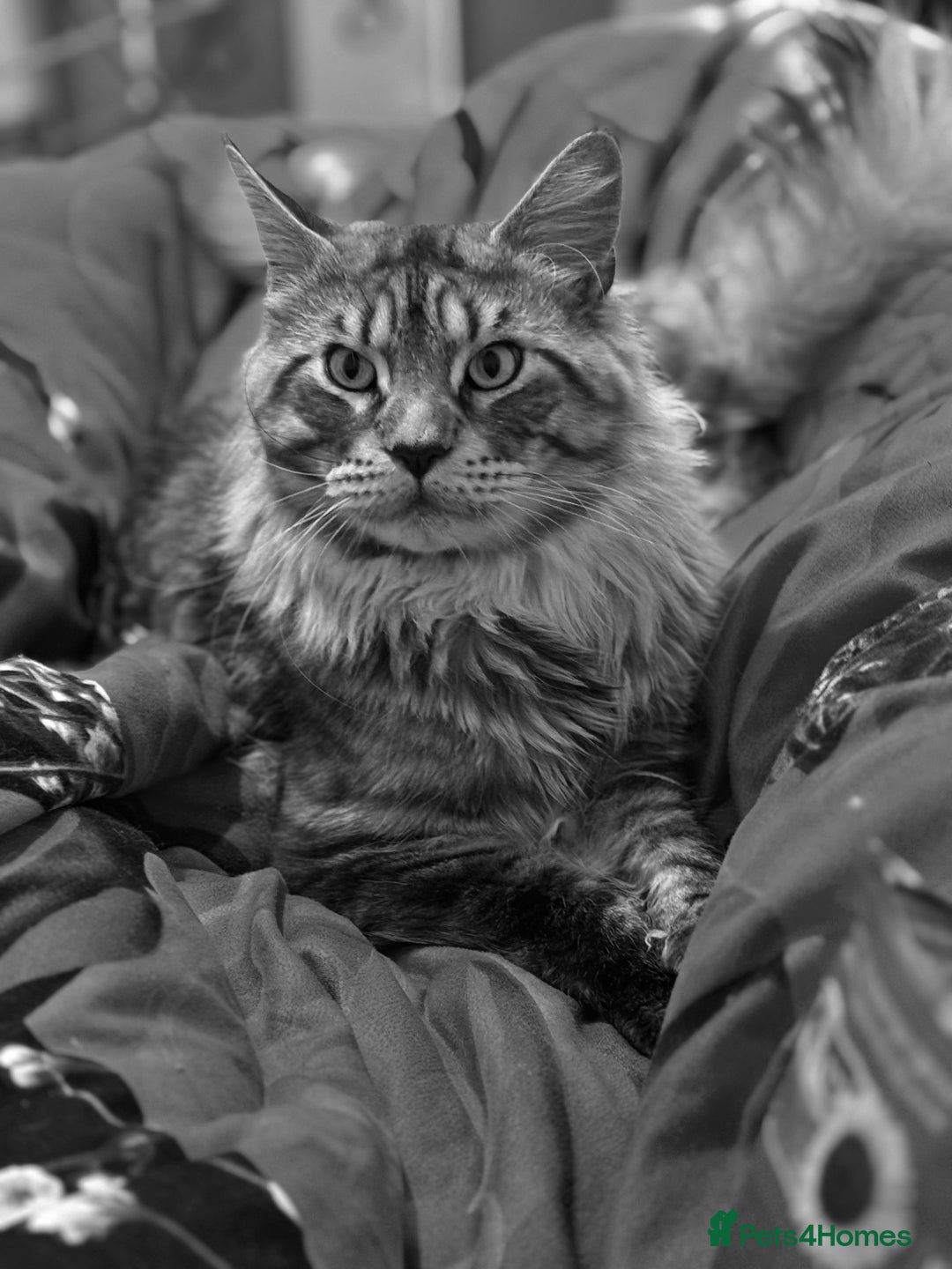 Maine Coon cats for stud: STUDY Beautiful Maine Coon, GCCF, TICA registered  in Ipswich - Image 4