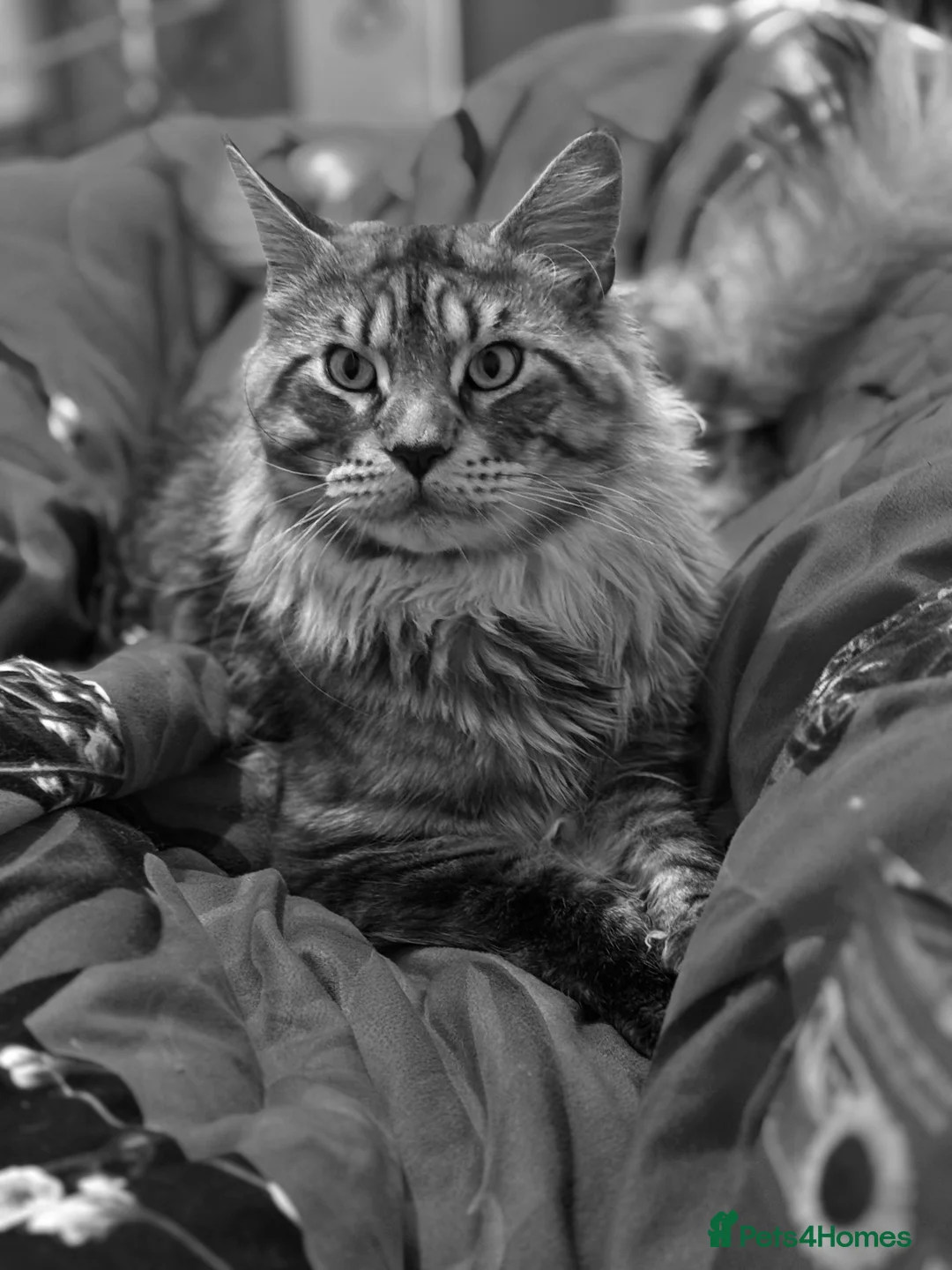 Maine Coon cats for stud: STUDY Beautiful Maine Coon, GCCF, TICA registered  in Ipswich - Advert 4