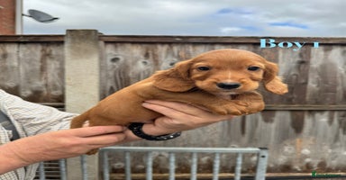 Cocker Spaniel dogs - Advert 10