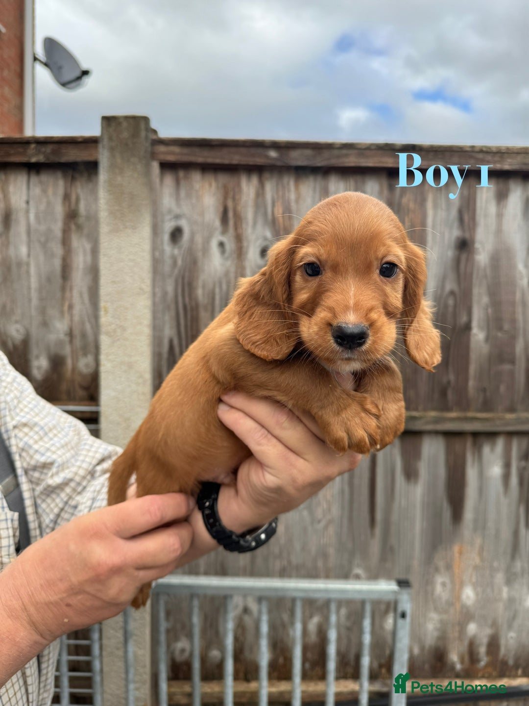 Cocker Spaniel dogs for sale: Working cocker spaniel puppies - Image 2