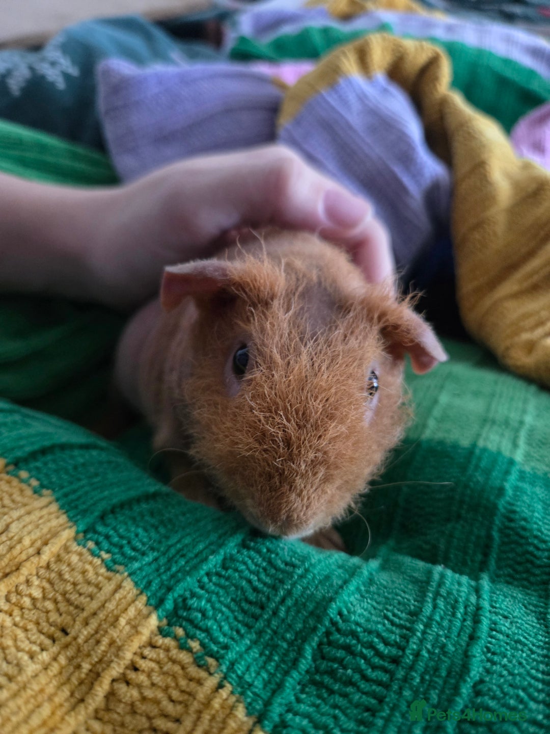 Guinea Pig rodents for sale: 2 Male Skinny Pigs With Indoor Cage - Advert 3