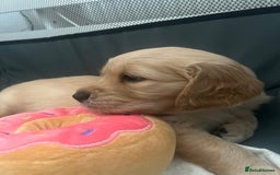 Golden Retriever dogs for sale: Golden retriever puppies - Image 11
