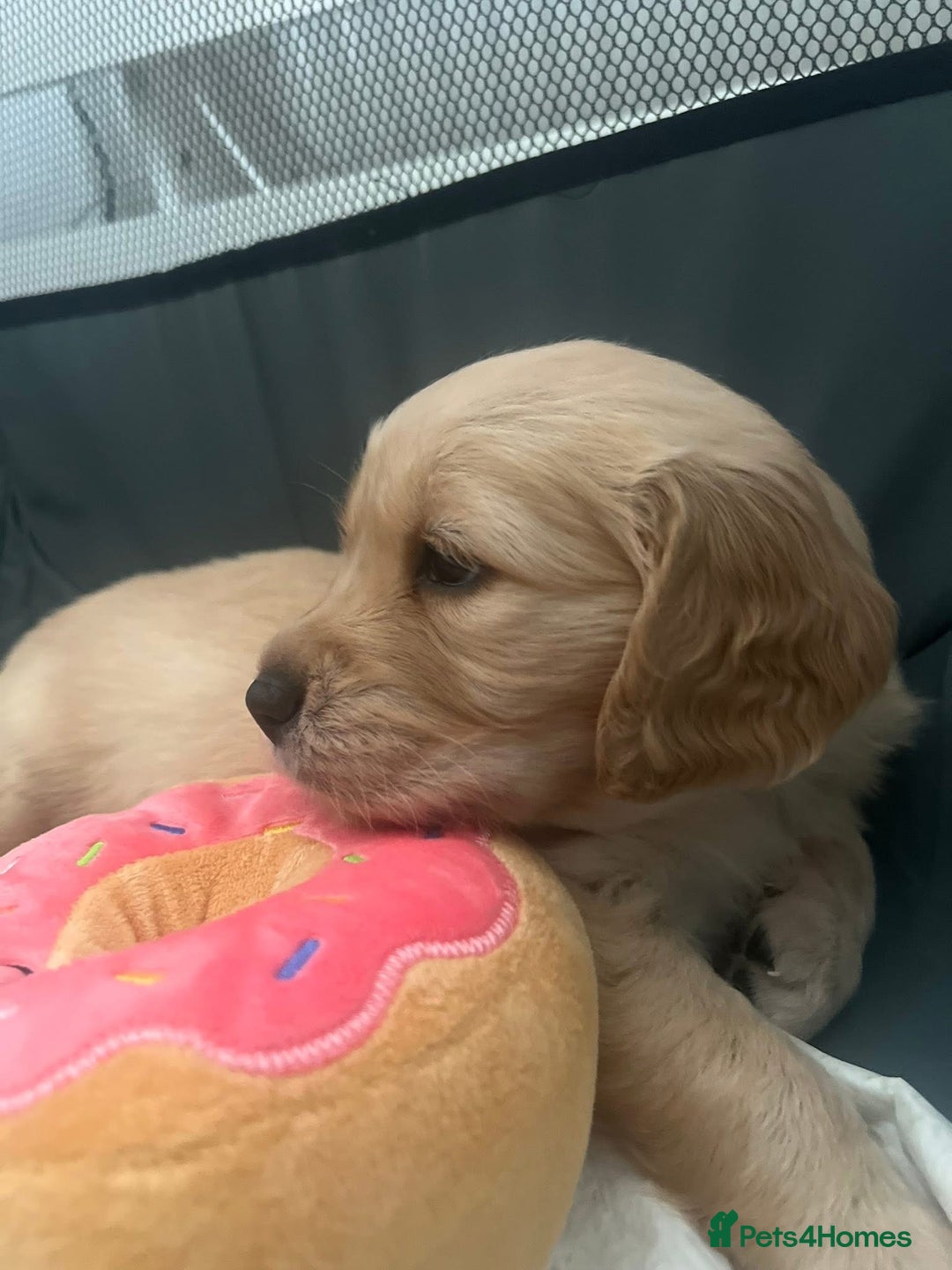 Golden Retriever dogs for sale: Golden retriever puppies - Image 11