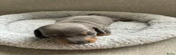 Miniature Dachshund dogs for sale: Miniature Dachshund Pups - Advert 7