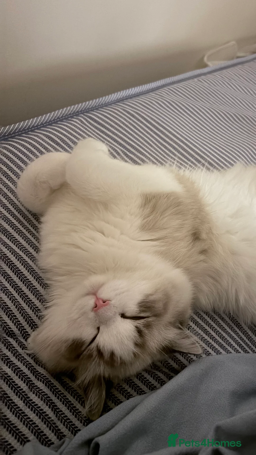 Ragdoll cats for sale: Luxury Ragdoll Blue-Eyed Beauty - Advert 5