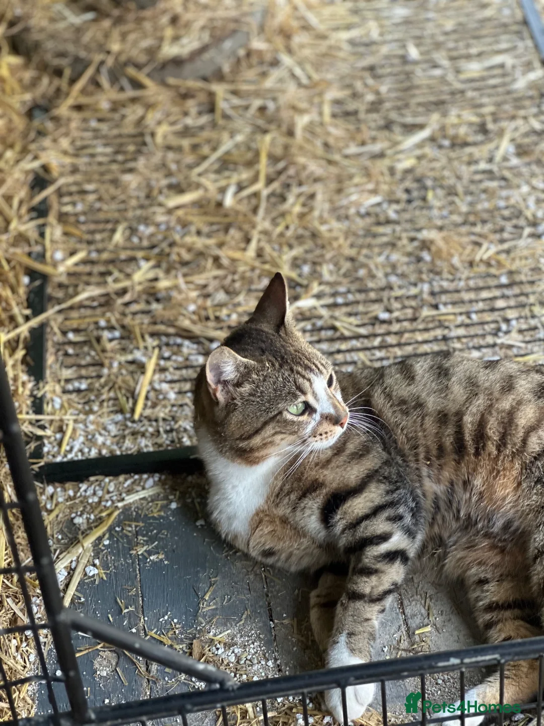 British Shorthair cats for sale: Paddy - Advert 4