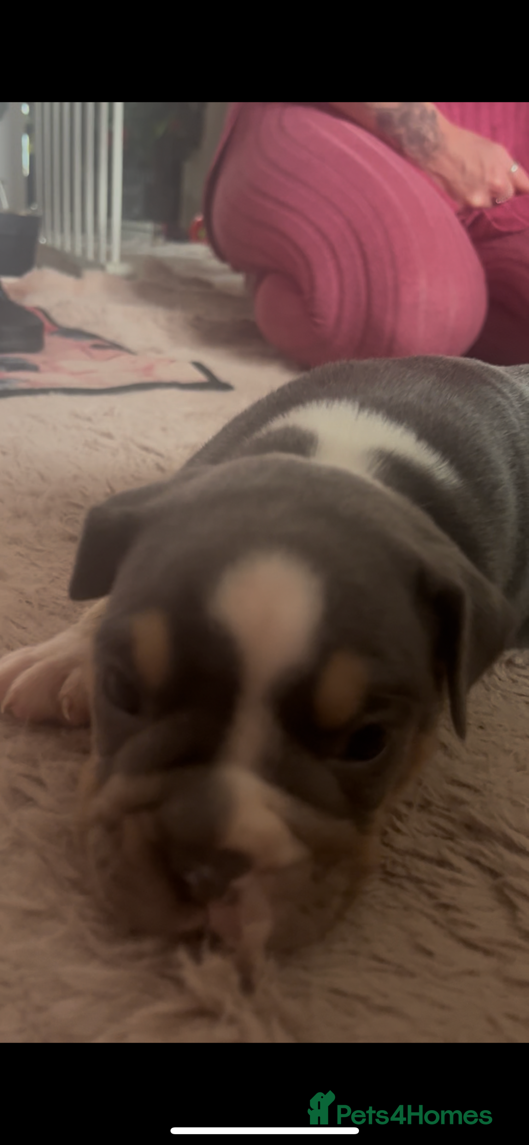 Olde English Bulldogge dogs for sale: ‼️⭐️LAST 2⭐️‼️OEB PUPS- Jabbed & Chipped - Image 19