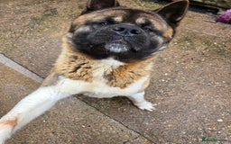 Akita dogs for sale: American akita - Image 4