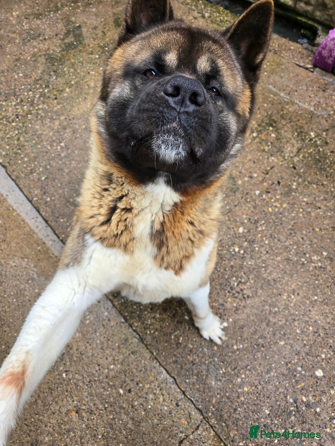 Akita dogs for sale: American akita - Image 4