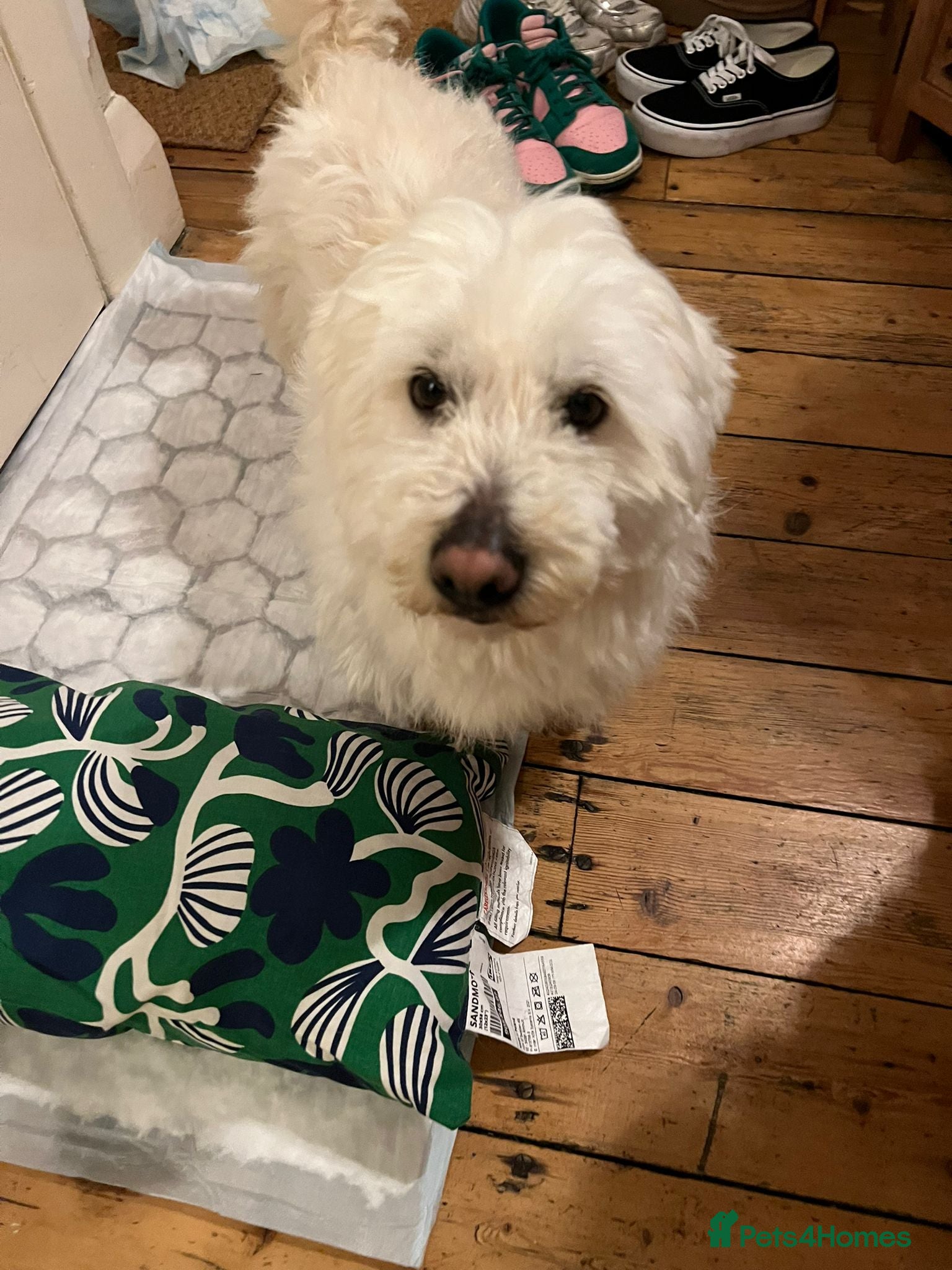 Maltese dogs Frida – Spayed Maltese Girl Needs Home - Advert 1