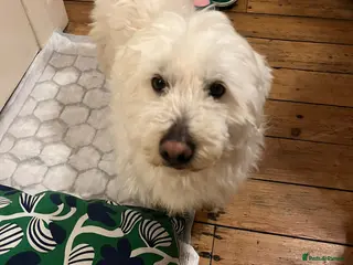 Maltese dogs Frida – Spayed Maltese Girl Needs Home - Advert 1